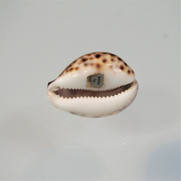 Vintage Cowrie Seashell Gemini Zodiac Sign - Picture 6 of 7
